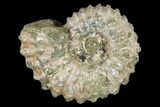 Bumpy Ammonite (Douvilleiceras) Fossil - Madagascar #115593-1